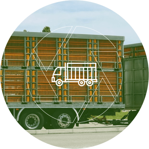 transporte_animales